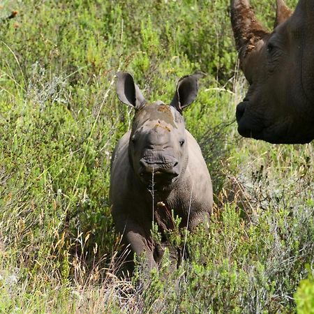 Safari Lodge - Riserva Faunistica di Amakhala Esterno foto
