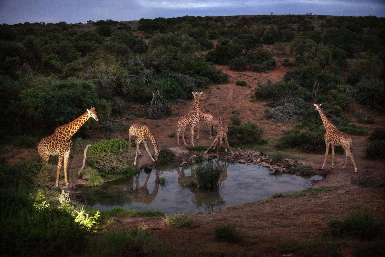 Safari Lodge - Riserva Faunistica di Amakhala Esterno foto