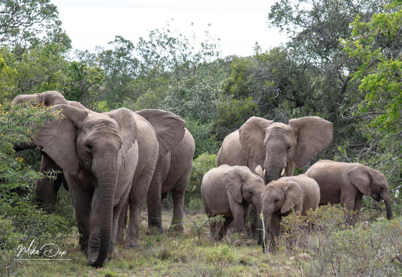 Safari Lodge - Riserva Faunistica di Amakhala Esterno foto