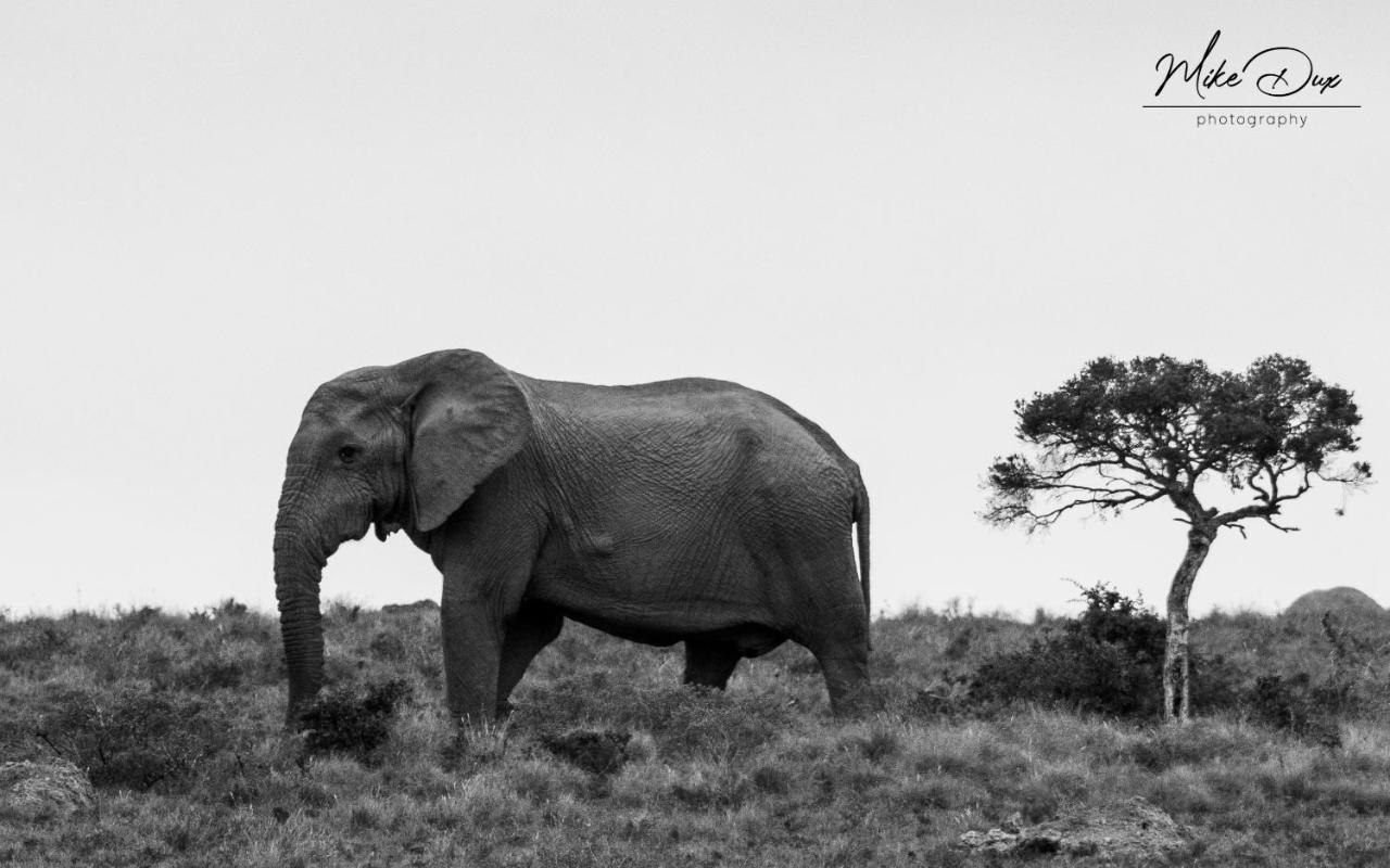 Safari Lodge - Riserva Faunistica di Amakhala Esterno foto