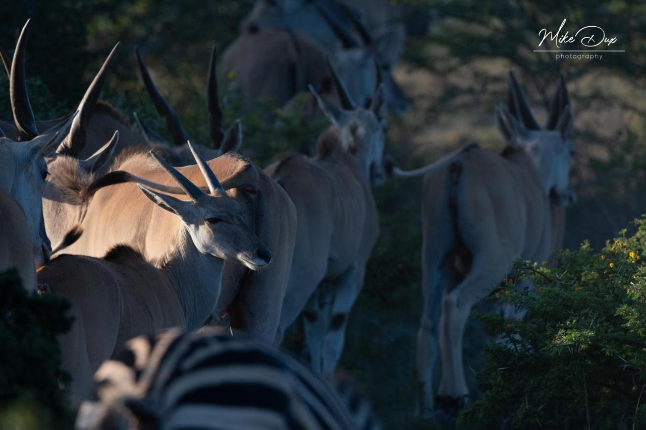 Safari Lodge - Riserva Faunistica di Amakhala Esterno foto