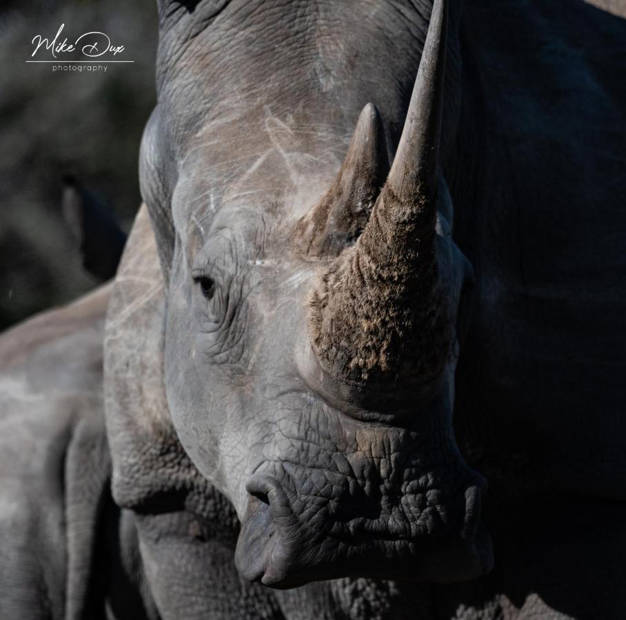 Safari Lodge - Riserva Faunistica di Amakhala Esterno foto