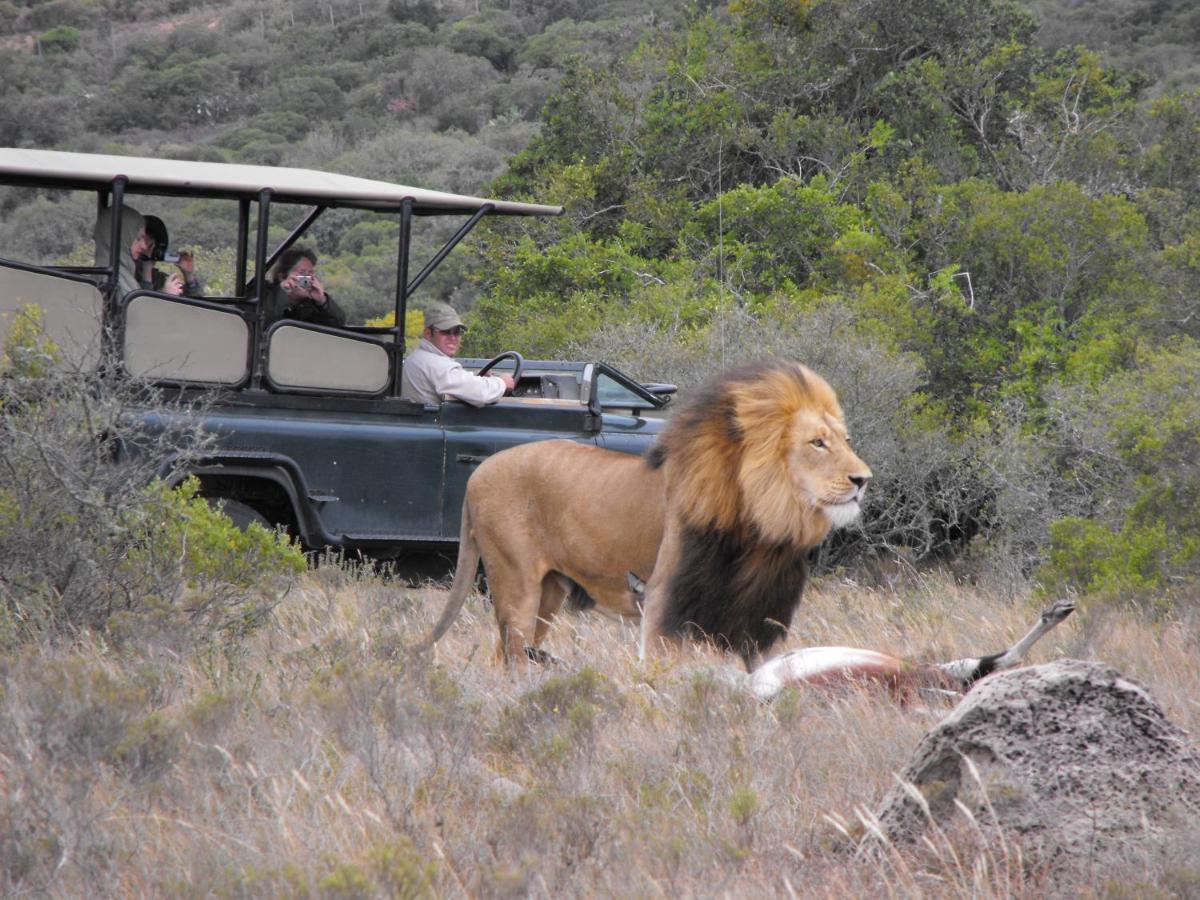 Safari Lodge - Riserva Faunistica di Amakhala Esterno foto