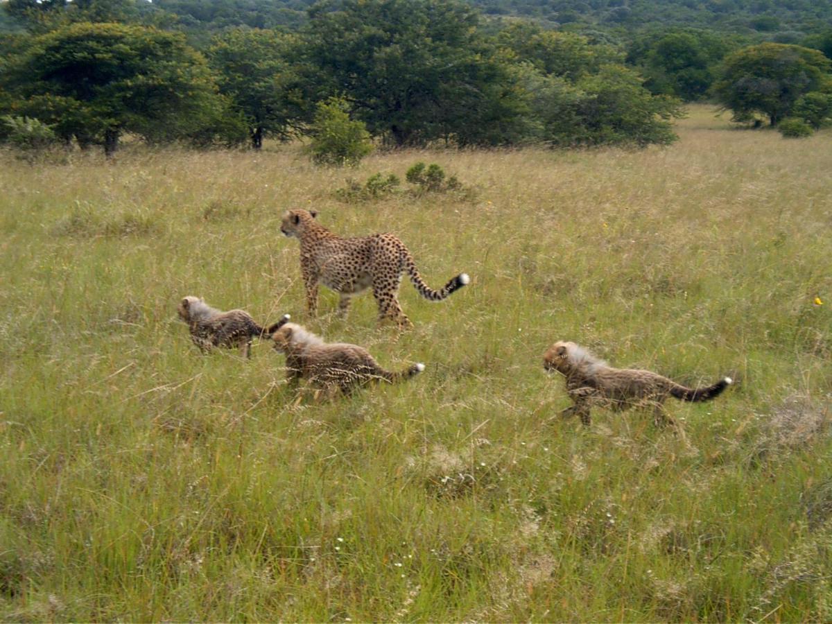 Safari Lodge - Riserva Faunistica di Amakhala Esterno foto