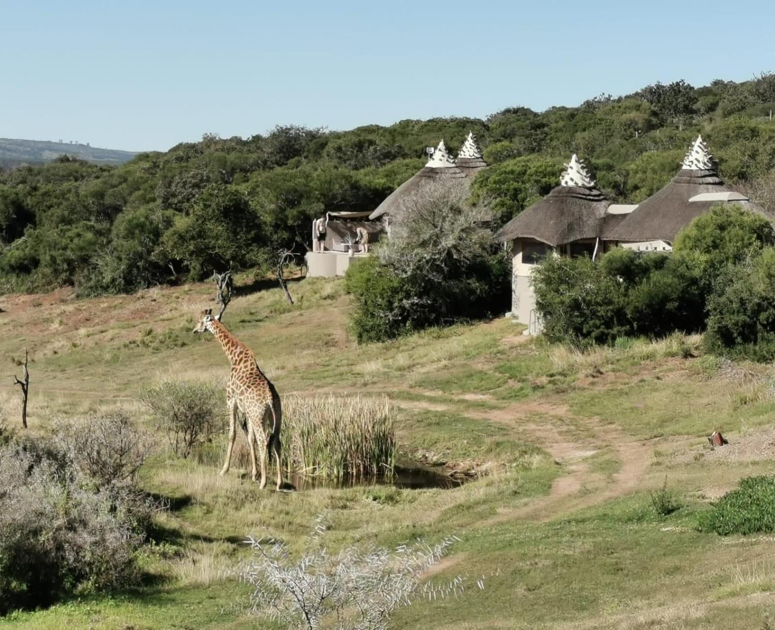 Safari Lodge - Riserva Faunistica di Amakhala Esterno foto