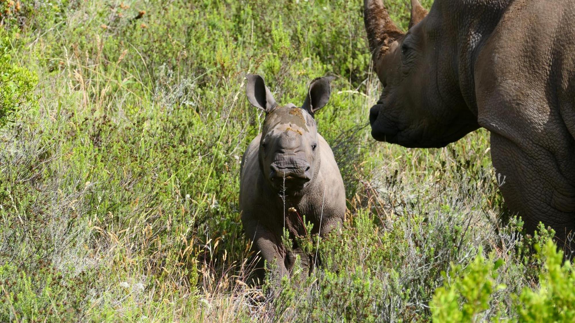 Safari Lodge - Riserva Faunistica di Amakhala Esterno foto