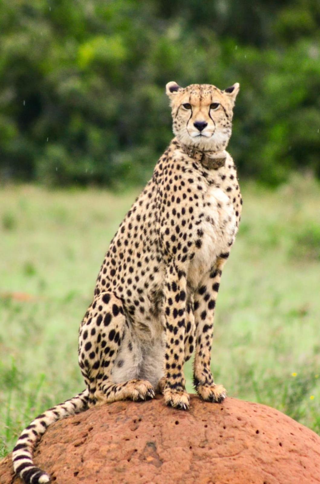Safari Lodge - Riserva Faunistica di Amakhala Esterno foto